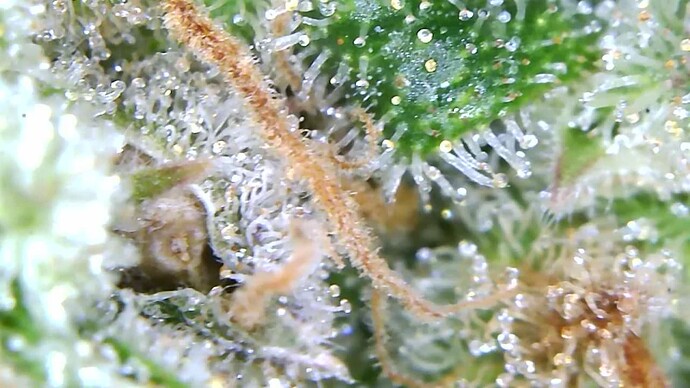 Growreport Bild 12