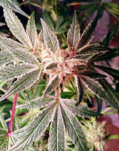 Growreport Bild 5