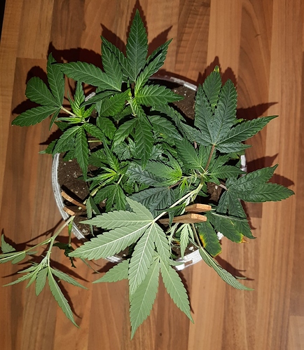 Growreport Bild 19