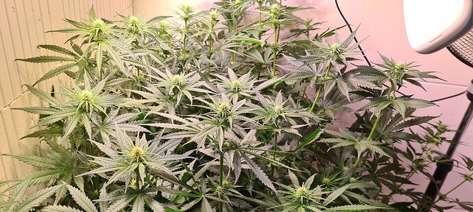 Growreport Bild 13