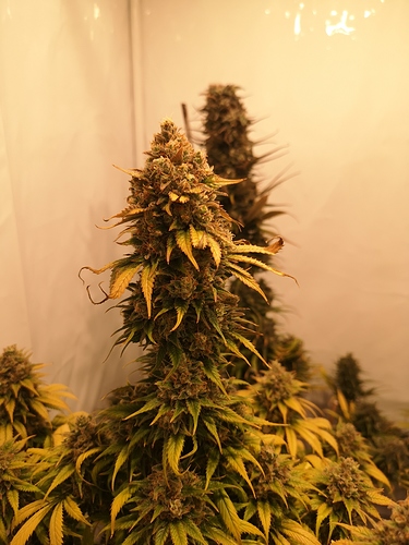 Growreport Bild 3