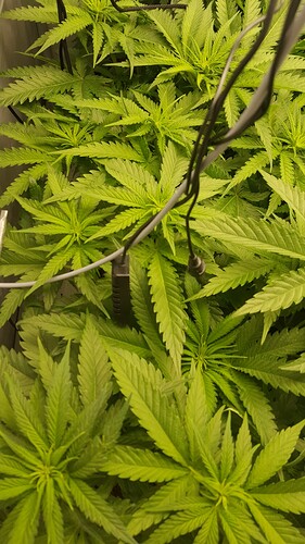 Growreport Bild 6