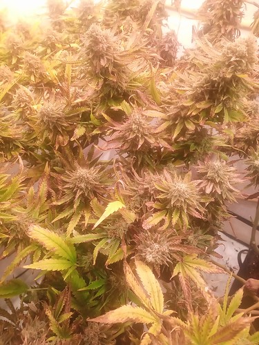 Growreport Bild 74