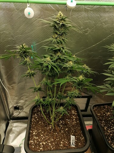 Growreport Bild 6