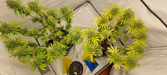 Growreport Bild 6