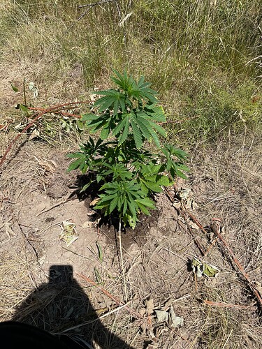 Growreport Bild 1