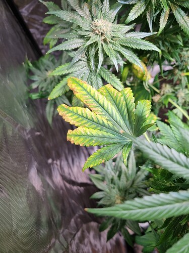 Growreport Bild 31