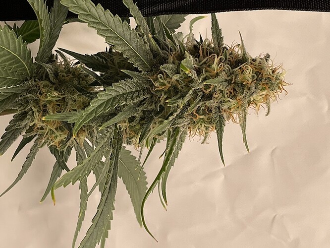 Growreport Bild 4
