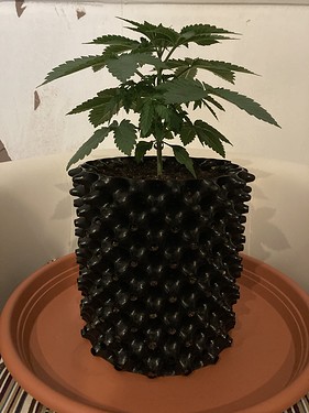 Growreport Bild 4