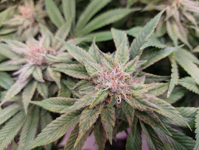Growreport Bild 4