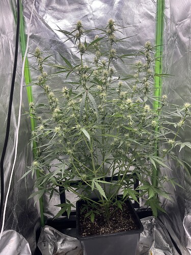 Growreport Bild 1