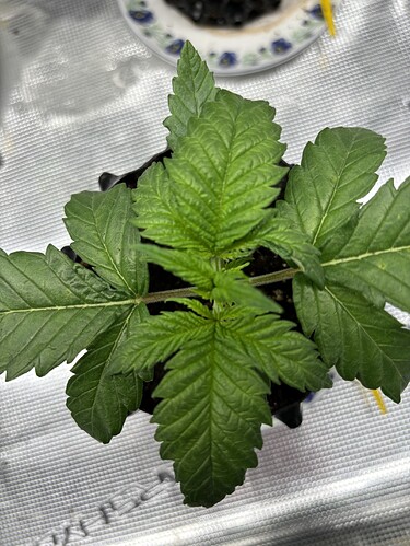 Growreport Bild 108
