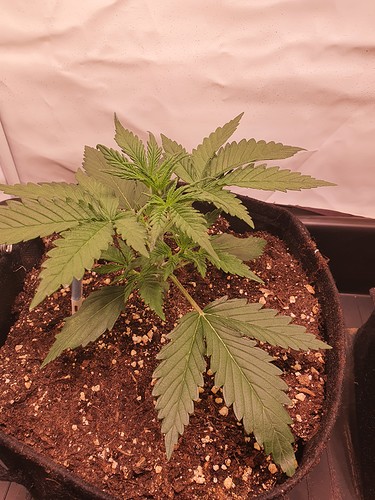 Growreport Bild 4
