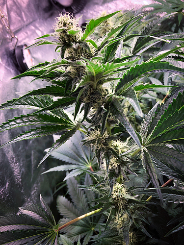 Growreport Bild 5
