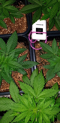 Growreport Bild 9