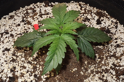Growreport Bild 3