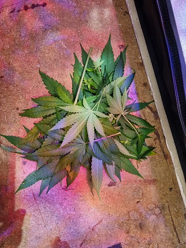 Growreport Bild 54