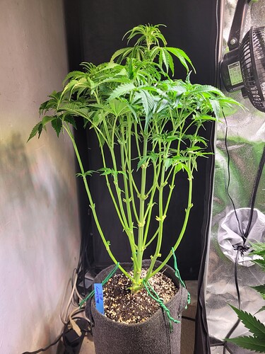 Growreport Bild 2