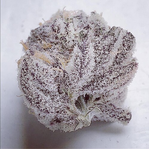 Growreport Bild 12