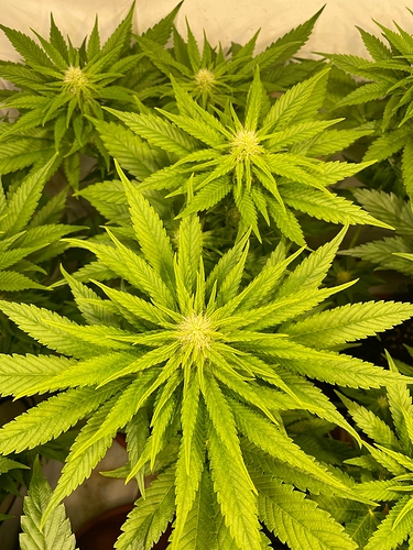 Growreport Bild 53