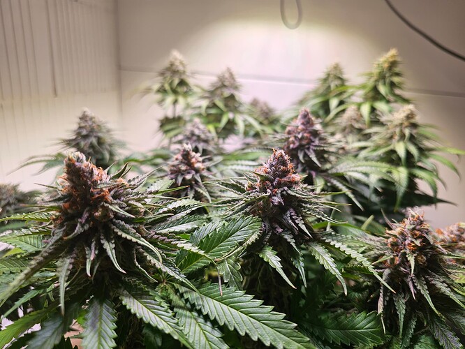 Growreport Bild 8