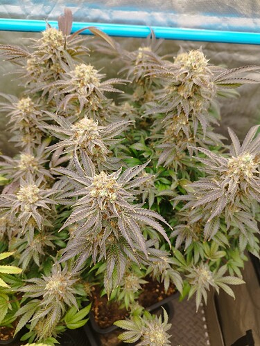 Growreport Bild 16