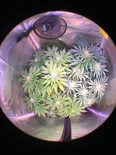 Growreport Bild 5