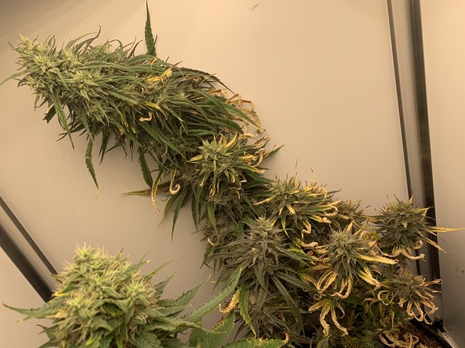 Growreport Bild 2