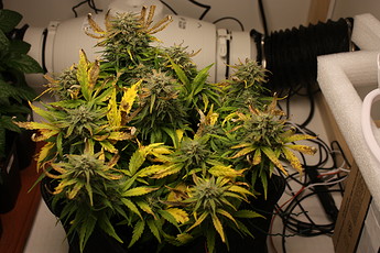 Growreport Bild 19
