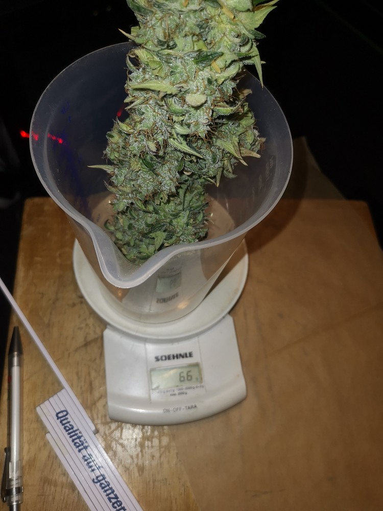 Erster Grow - 2x Runtz Auto und 1x Caramel Automatic - 300W/LED/MarsHydro SP3000 - 120x60x180/Zelsius