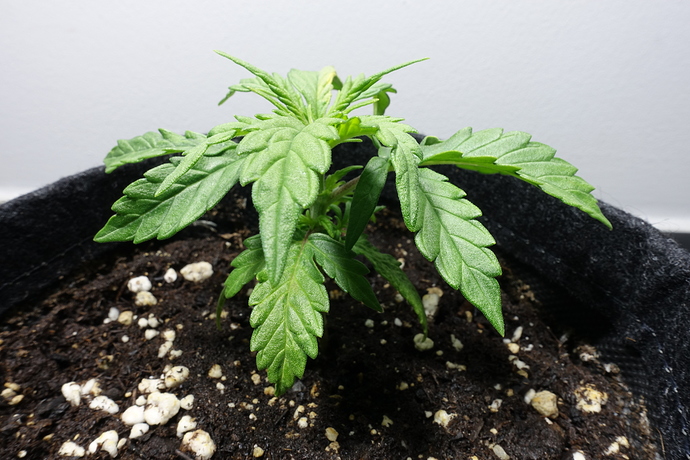 Growreport Bild 4