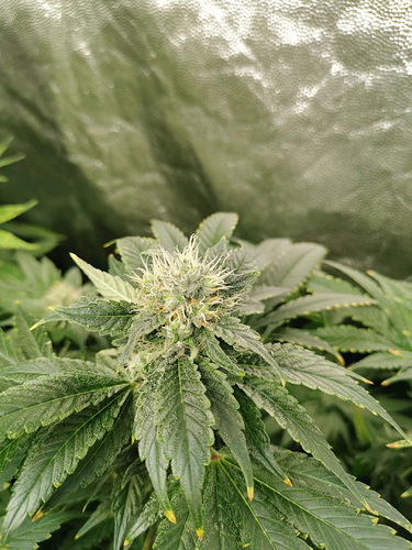 Growreport Bild 15