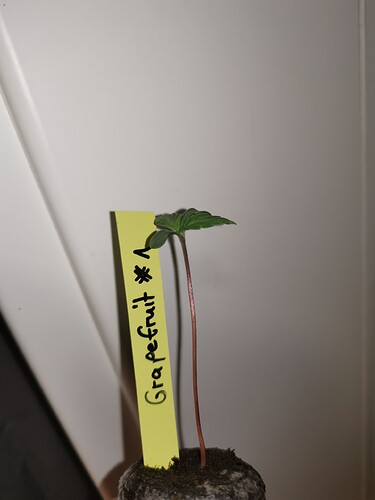 Growreport Bild 91