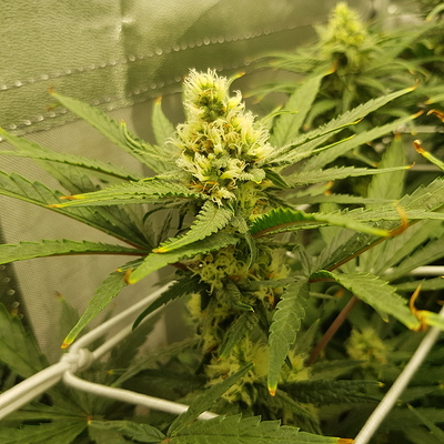 Growreport Bild 6