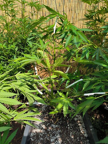 Growreport Bild 7