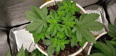 Growreport Bild 17