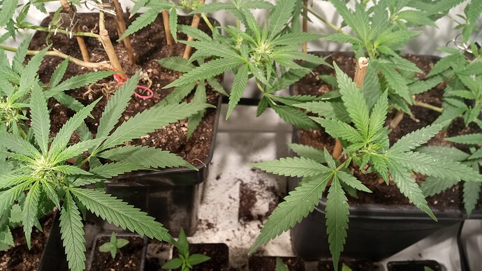 Growreport Bild 38