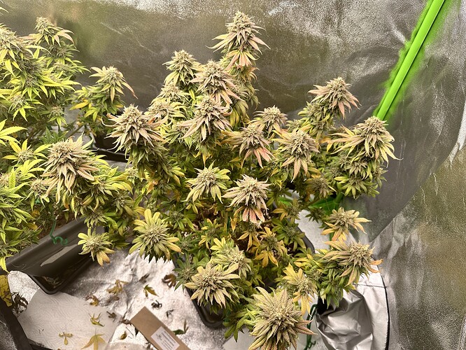 Growreport Bild 3