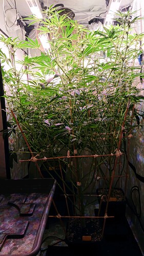 Growreport Bild 2