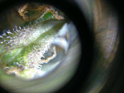 Growreport Bild 2
