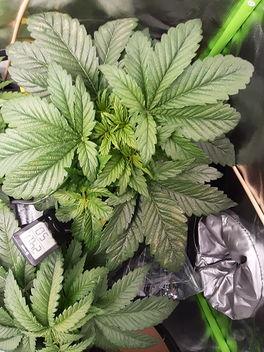 Growreport Bild 8