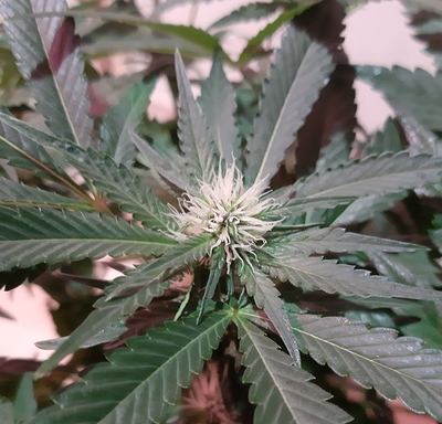 Growreport Bild 18