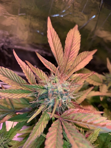 Growreport Bild 6