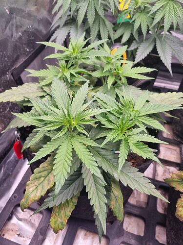 Growreport Bild 20