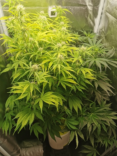 Growreport Bild 4