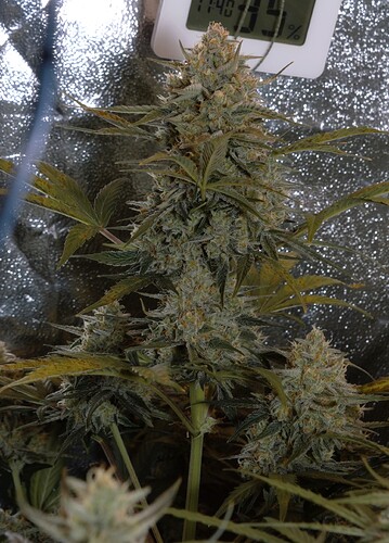 Growreport Bild 3