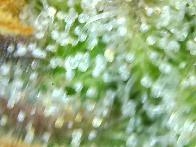 Growreport Bild 19