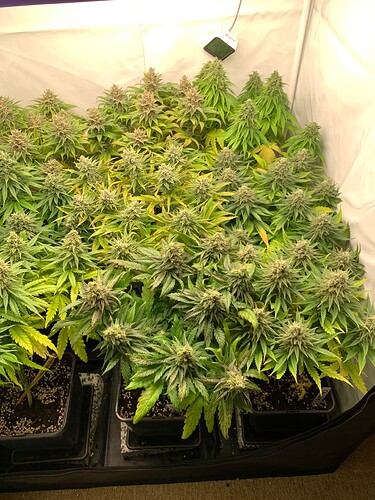Growreport Bild 5