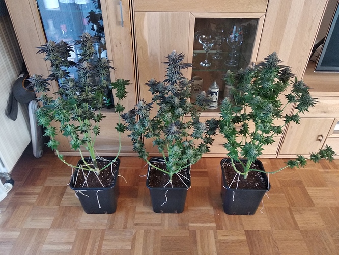 Growreport Bild 6