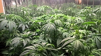 Growreport Bild 8
